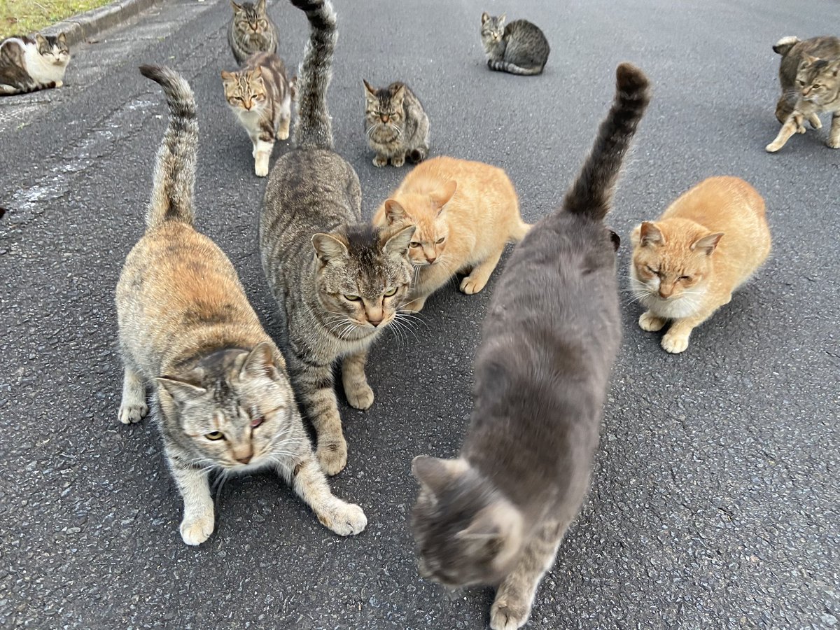 帰りの途中で猛獣の軍団に行手を阻まれたけど命からがら逃げて来た 
