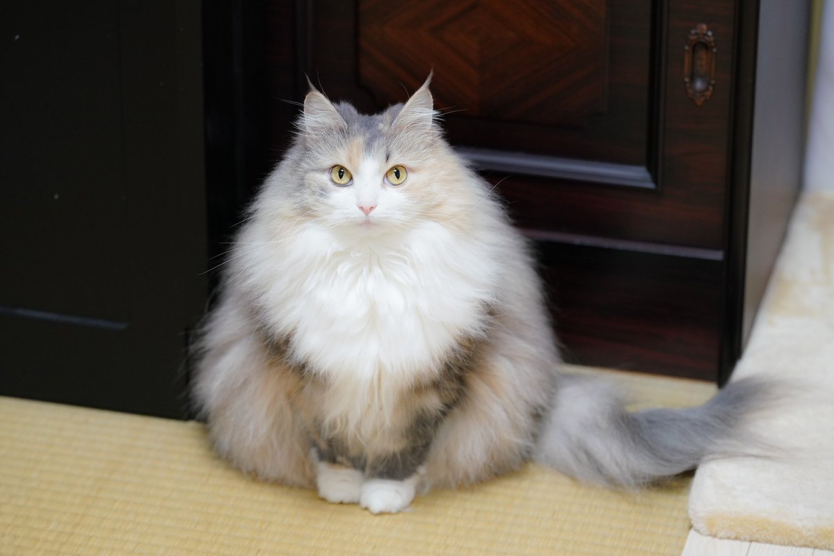 おにぎりフォルム！ 