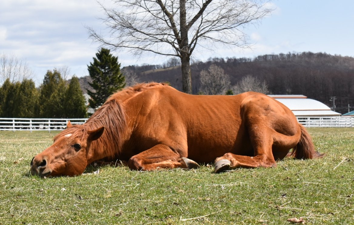 ウマ娘のグラスワンダーも可愛いが原作のグラスも可愛いので見てくれ 