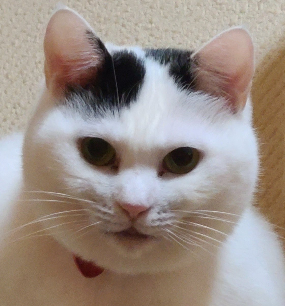 最初はこんなに丸顔になるなんて思ってなかったよ😅 