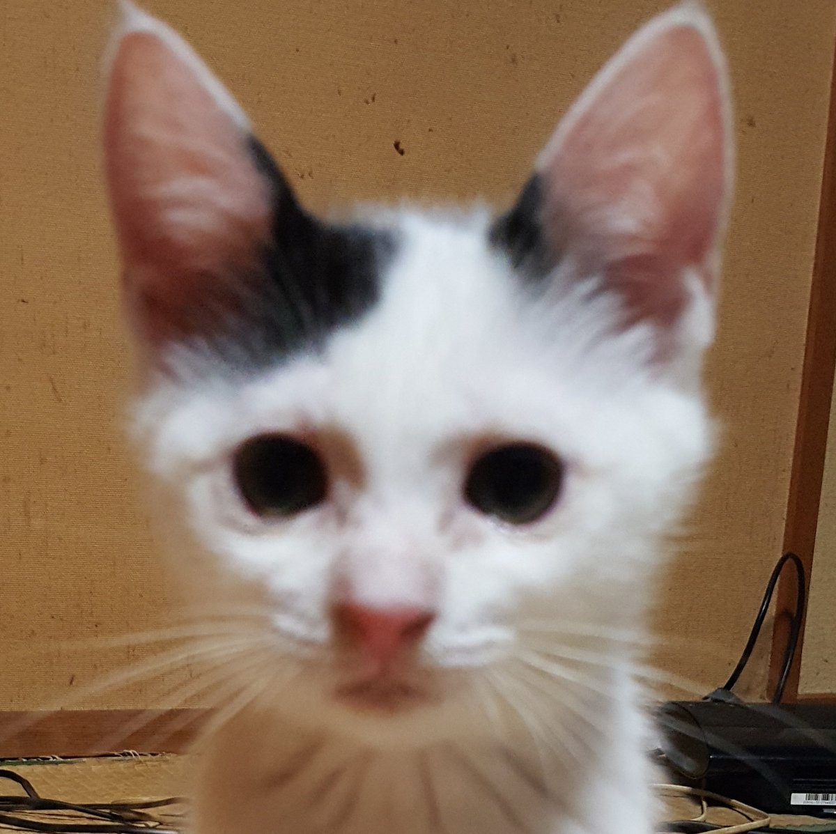 最初はこんなに丸顔になるなんて思ってなかったよ😅 