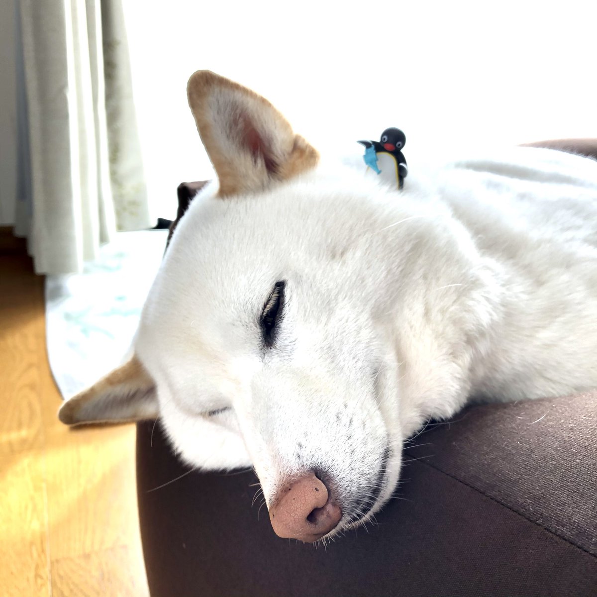 ピングー に栽培される犬 