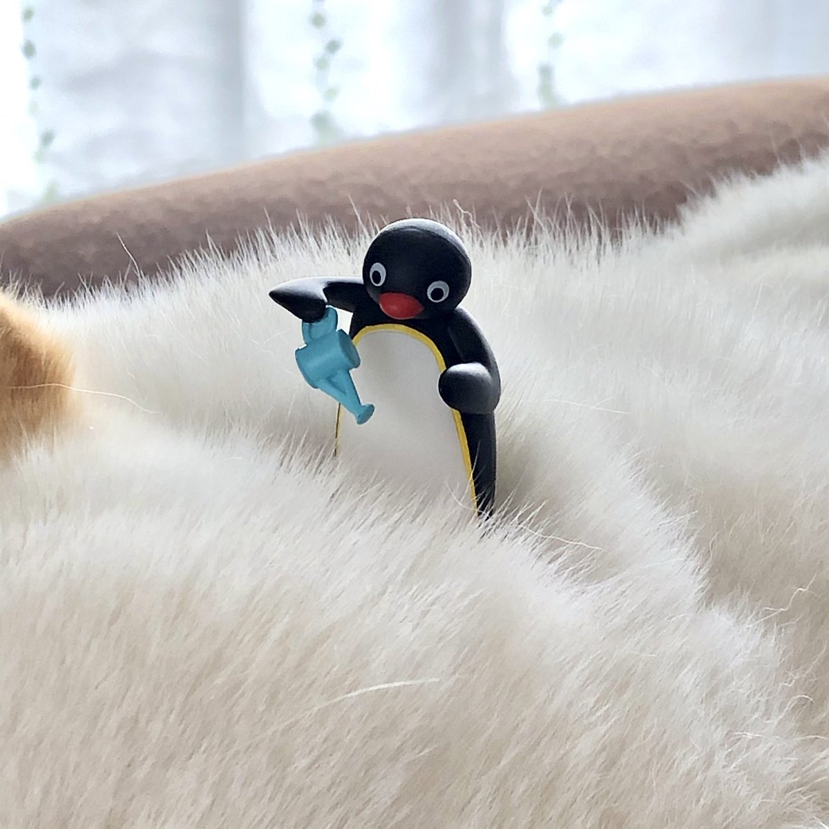 ピングー に栽培される犬