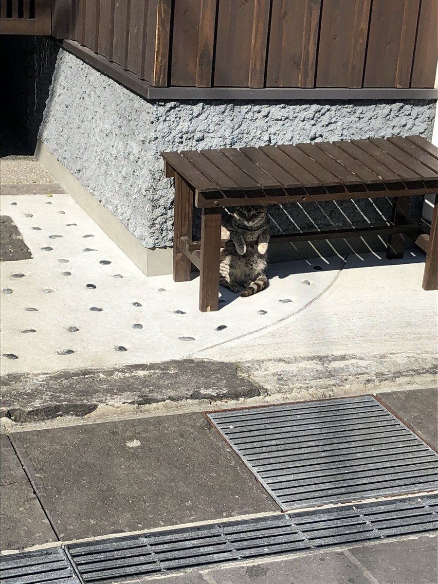 相当可愛い猫いたんだけど！！？？ 