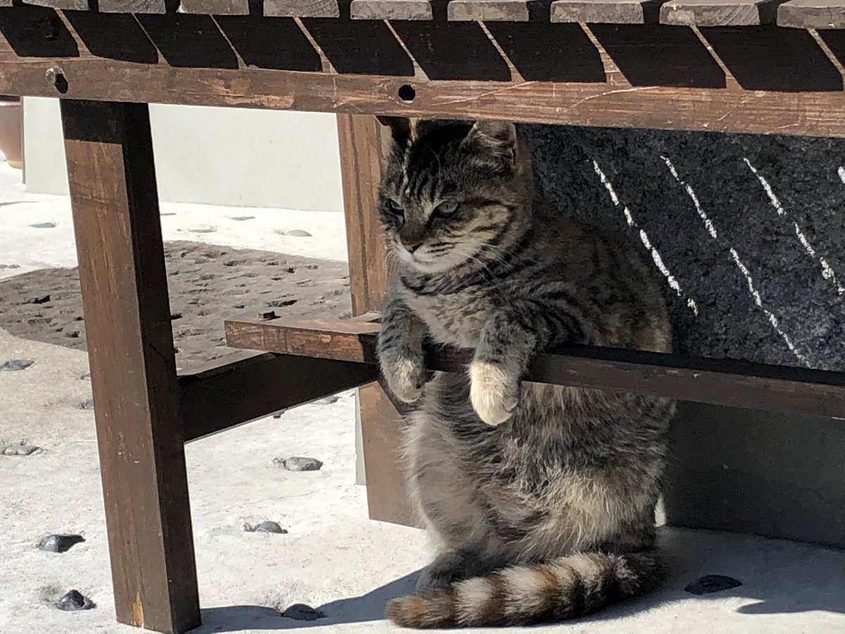 相当可愛い猫いたんだけど!!??