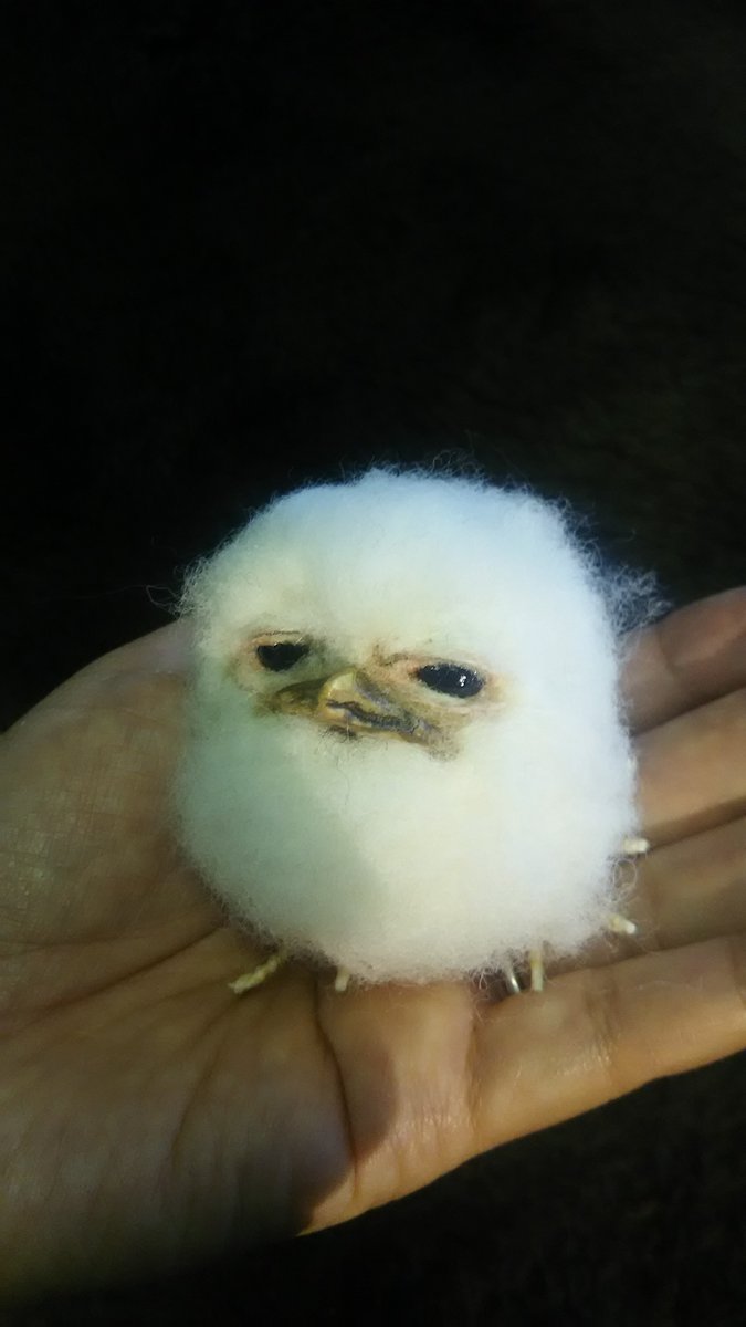 毛玉じゃないよ！ ガマグチヨタカの雛です ＃ひな祭り 