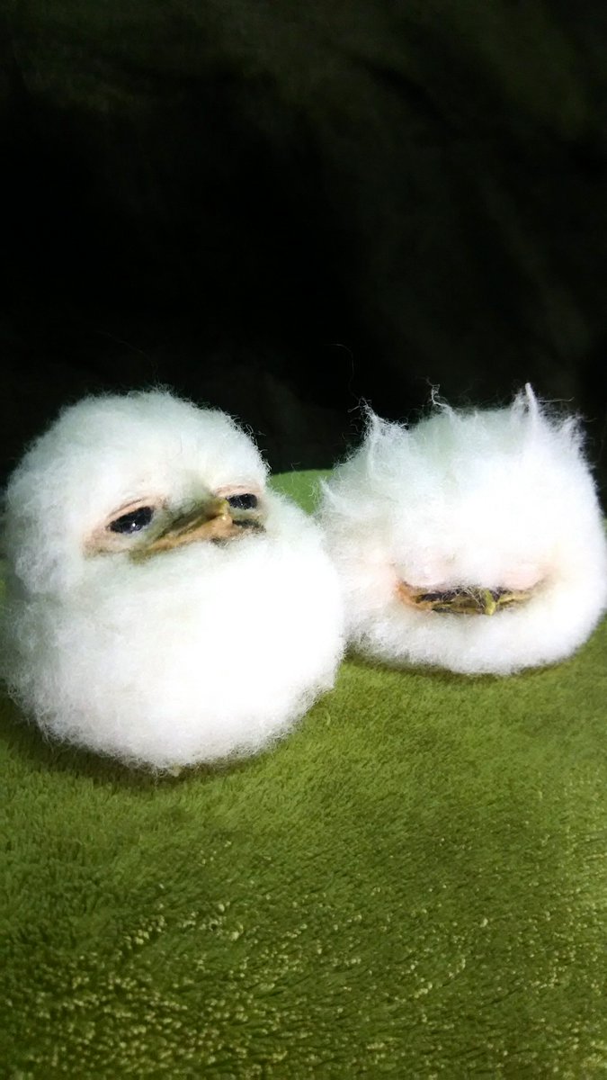 毛玉じゃないよ！ ガマグチヨタカの雛です ＃ひな祭り 