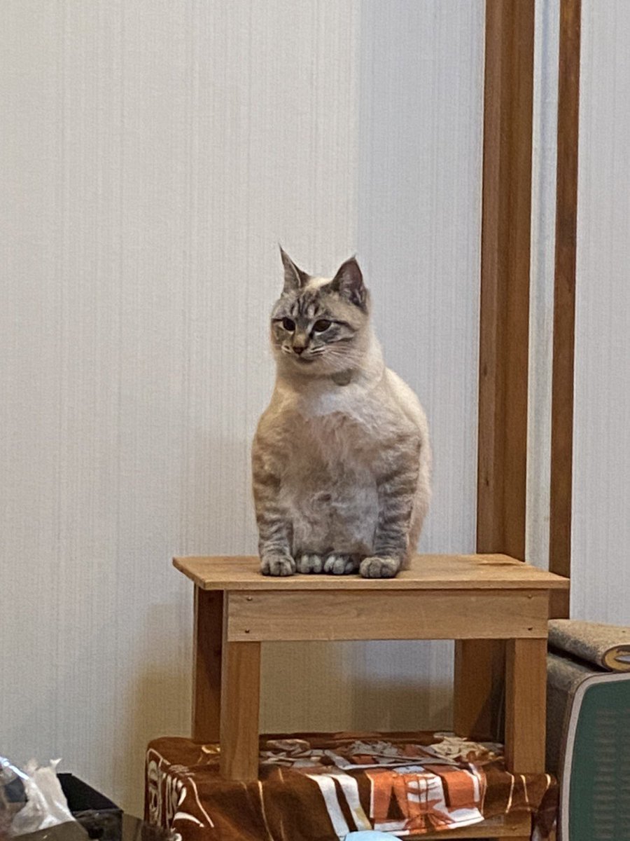 我が家のネッコの座り方おかしない？ 