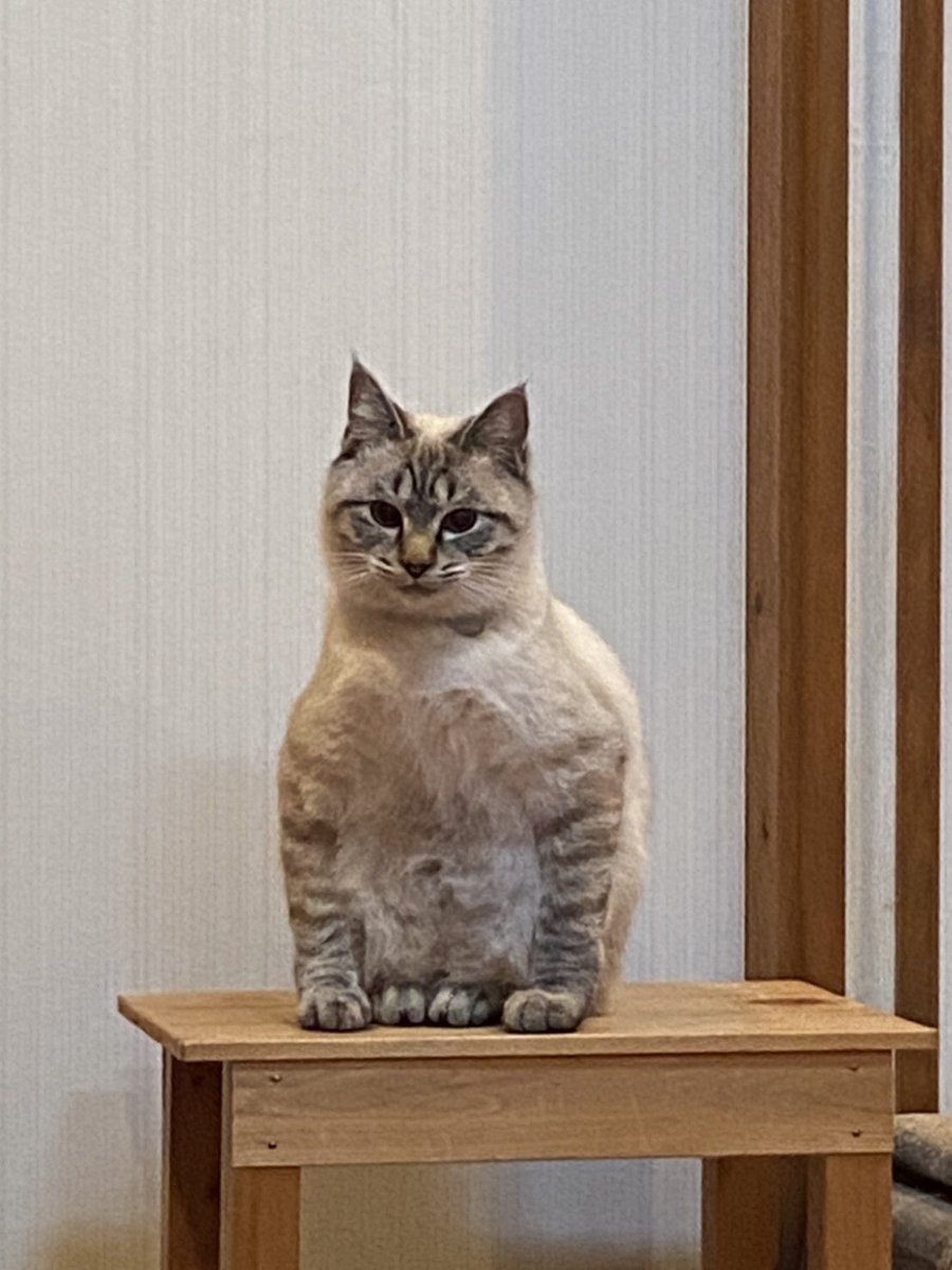 我が家のネッコの座り方おかしない？ 