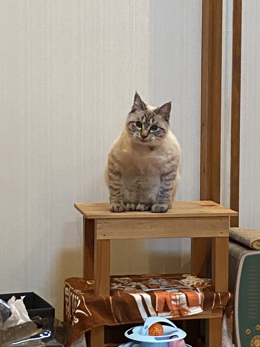 我が家のネッコの座り方おかしない？ 