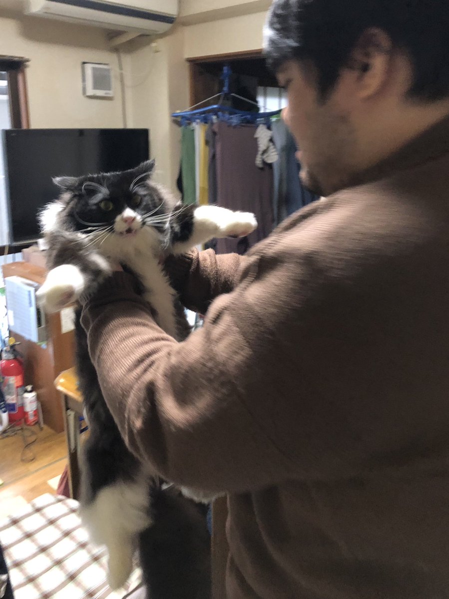 222だから実家の猫が嫌そうな顔してる写真置いときますね4 