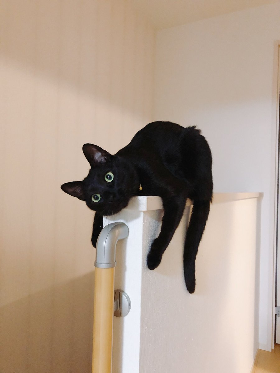 うちのししゃもにゃん最近よくこれするんですけどかわいくないですか？ 