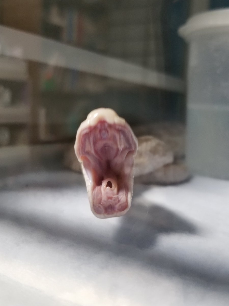 滅多に撮れない奇跡だよ