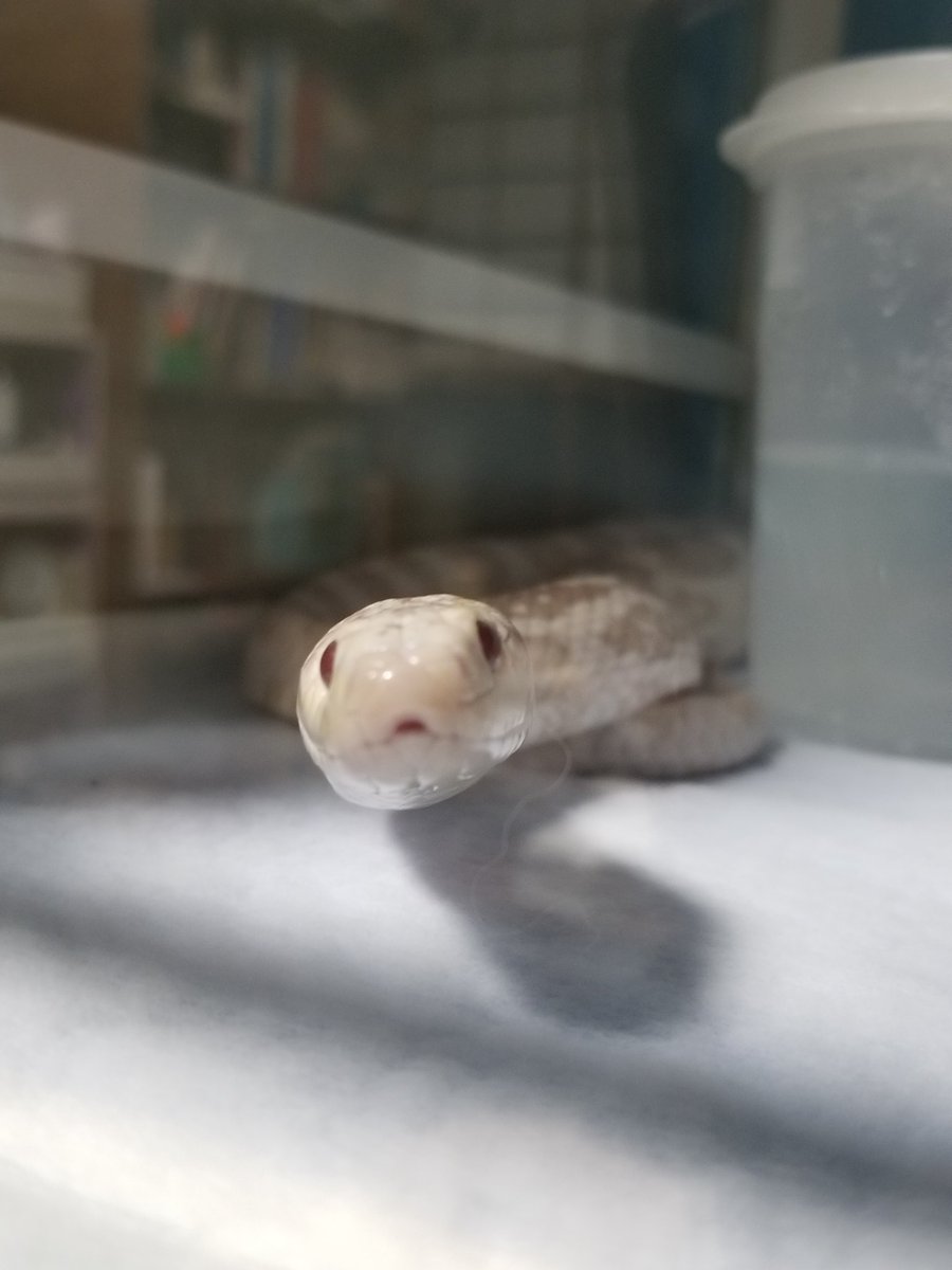 滅多に撮れない奇跡だよ