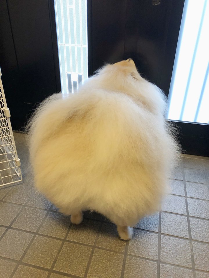 さてと、綿菓子のお散歩に行ってくるか 