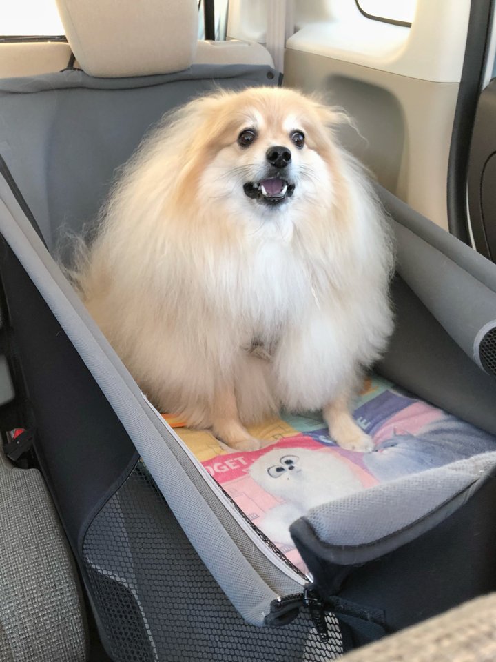 ドライブ大好きだから車の中で大喜びしてたけど、トリミングサロンに到着して絶望してるぽめお 