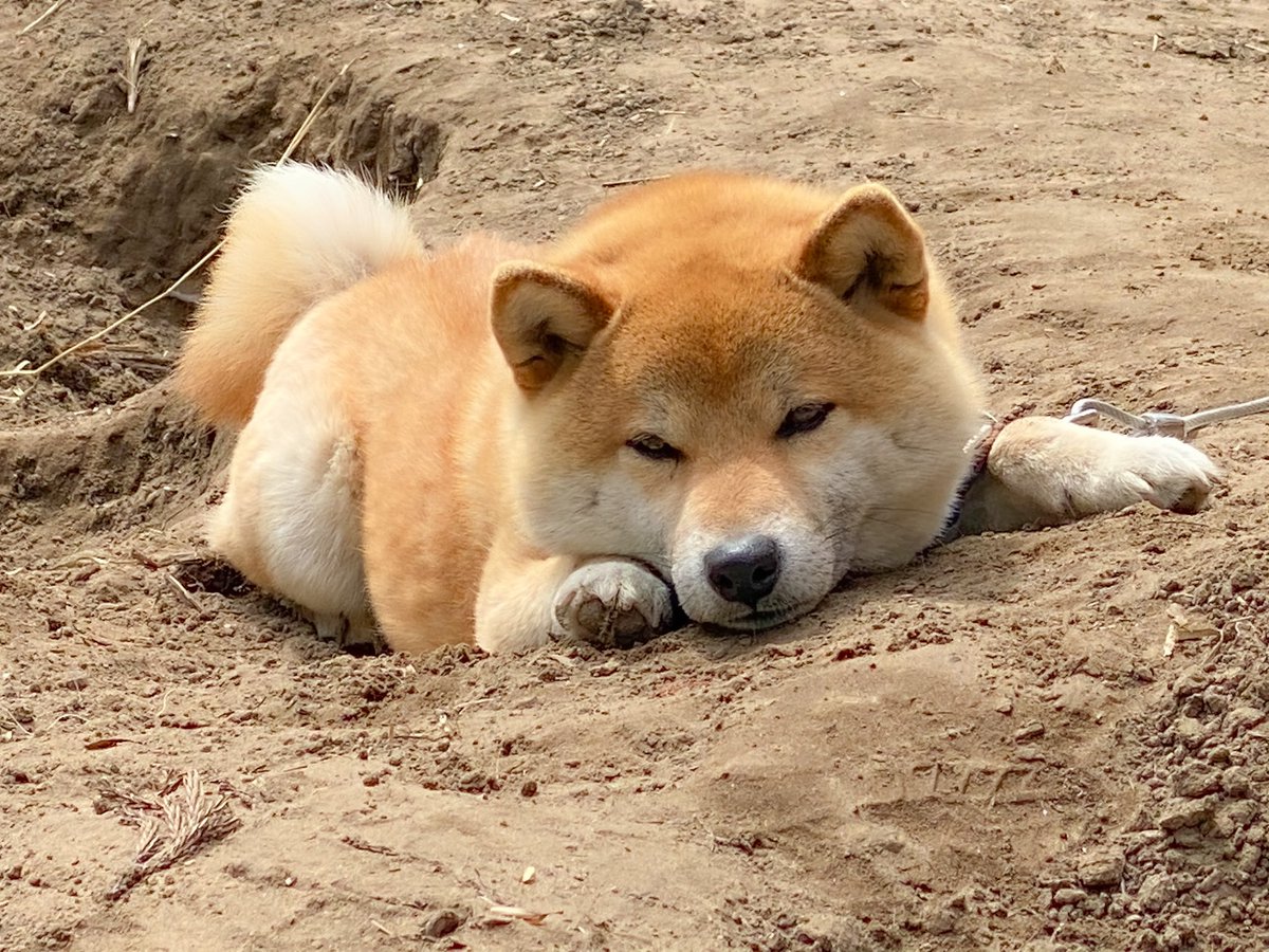 仕事行こうとしたら埋めたおやつを体張って守る柴犬に遭遇して盛大に足止めくらった 