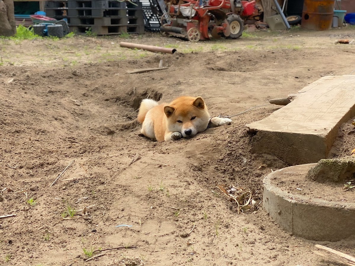 仕事行こうとしたら埋めたおやつを体張って守る柴犬に遭遇して盛大に足止めくらった 