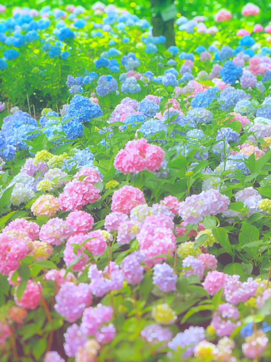 東京郊外の森の中には、キャンディを散らしたような紫陽花畑があるんです. 