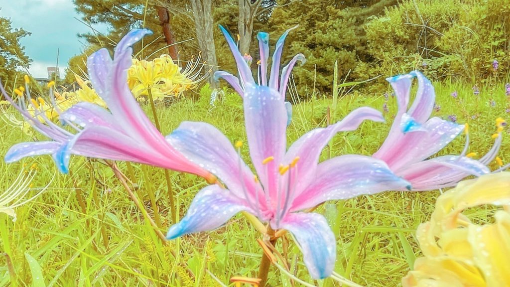 珍しいピンクのリコリスのグラデーションが、オーロラみたいに綺麗でした. 