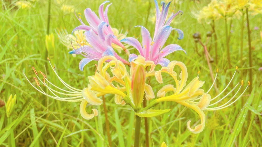 珍しいピンクのリコリスのグラデーションが、オーロラみたいに綺麗でした. 