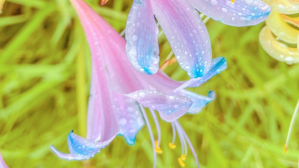 珍しいピンクのリコリスのグラデーションが、オーロラみたいに綺麗でした. 