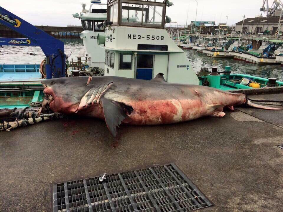 三重で定置網にかかった6mのホホジロザメ こんなのが4km沖で泳いでるとか想像しただけでも興奮してくるよね💦 