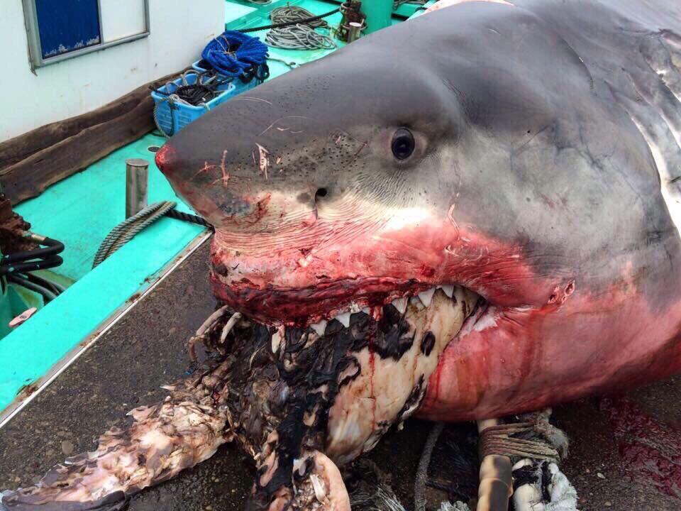 三重で定置網にかかった6mのホホジロザメ こんなのが4km沖で泳いでるとか想像しただけでも興奮してくるよね💦