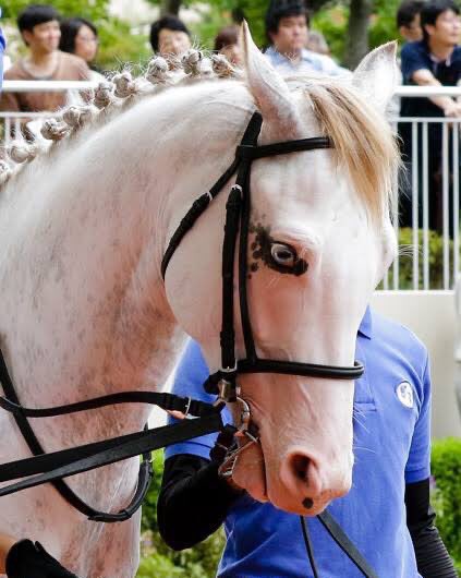 ソダシの叔父のシロニイの写真をさっき初めて見たんだけど、雰囲気っていうか凄味がデスストのマッツのそれなんよ 