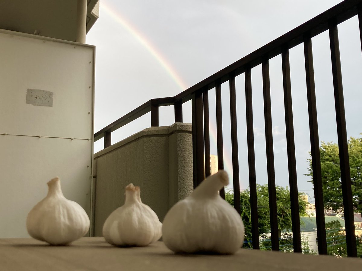 にんにく達が、虹を眺めている素材が欲しくなったら使ってください 