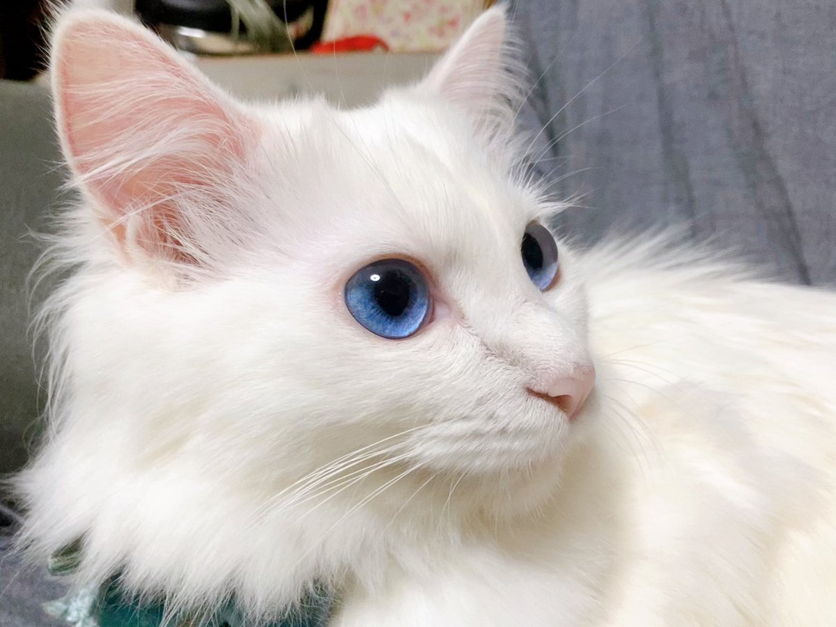 身内垢バレが嫌でオープン垢では上げたことないんですけど、うちの愛猫が六眼と白いふわふわ毛の持ち主なので自慢させてください 
