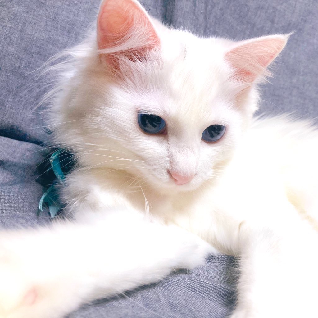 身内垢バレが嫌でオープン垢では上げたことないんですけど、うちの愛猫が六眼と白いふわふわ毛の持ち主なので自慢させてください 