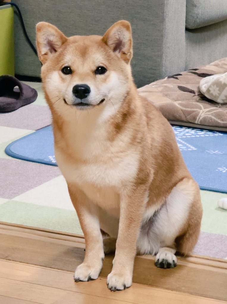 もしよろしければボールを投げていただきたいのですが… 