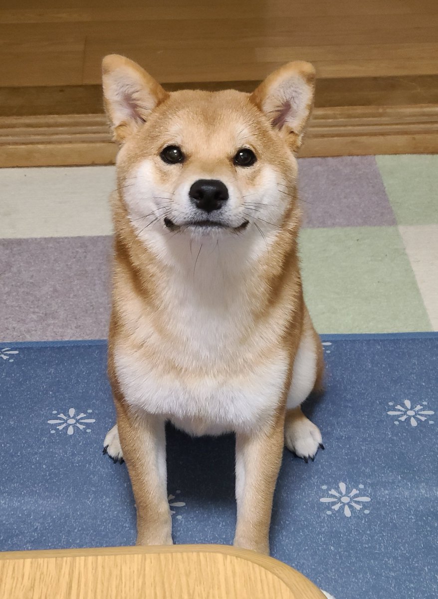 証明写真みたい 