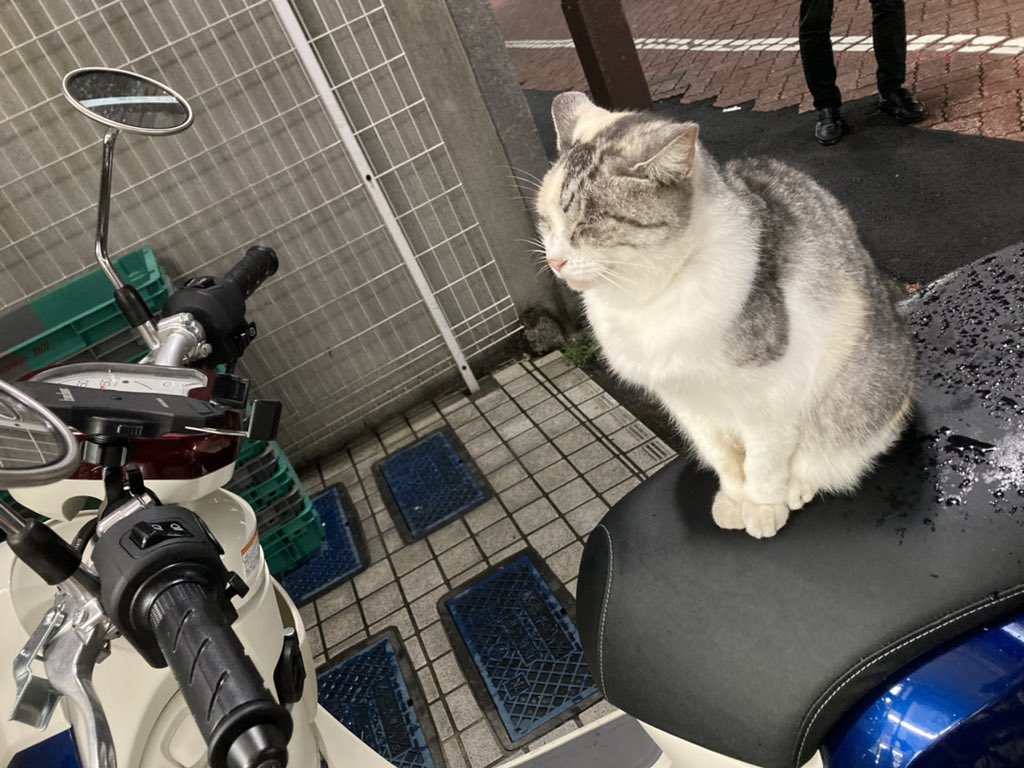 猫がバイク乗ってるwwwwて思ったらガチ寝してて起きないんだけどwwwww可愛すぎんwwwwww 