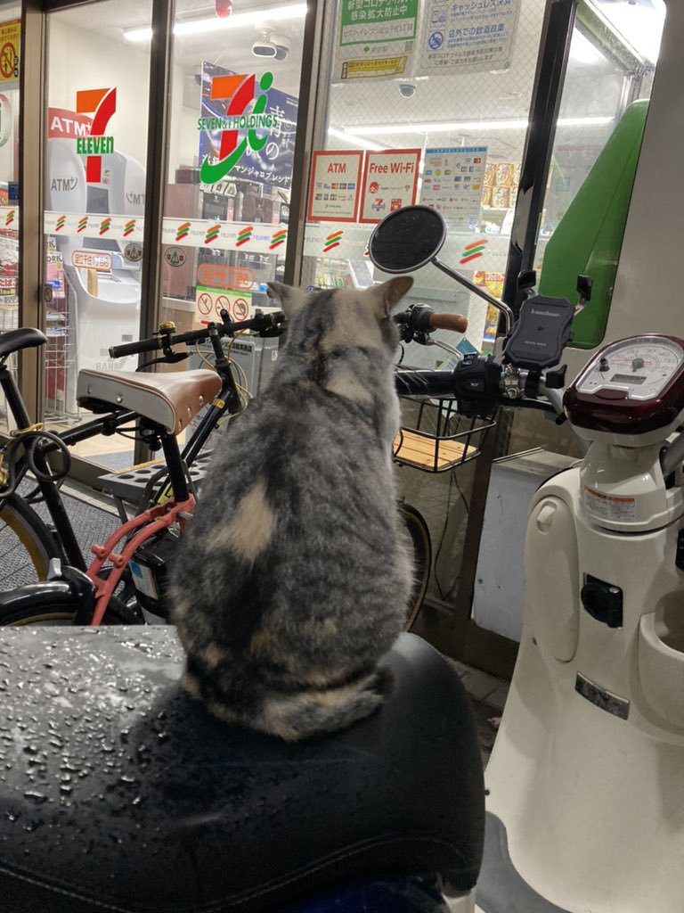 猫がバイク乗ってるwwwwて思ったらガチ寝してて起きないんだけどwwwww可愛すぎんwwwwww 
