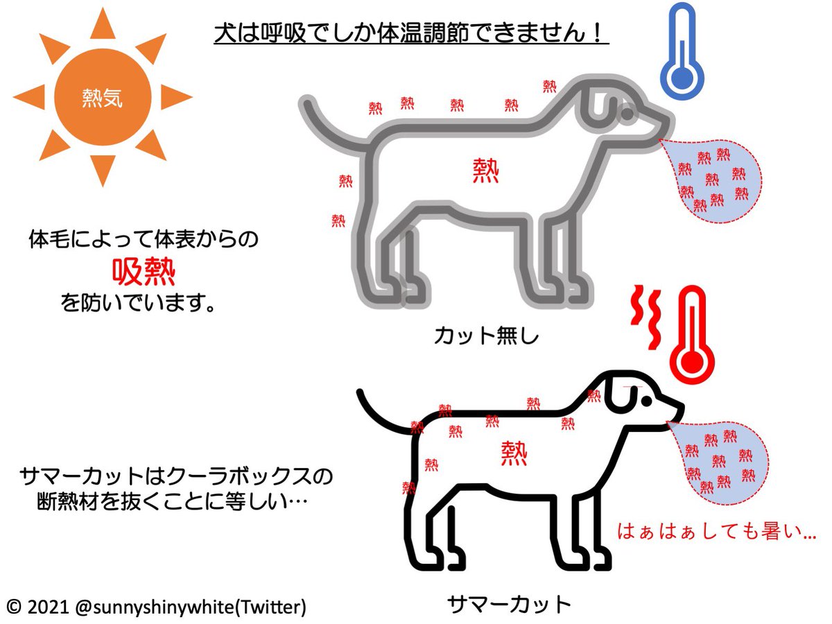 サマーカットについて理系の立場から図にまとめました