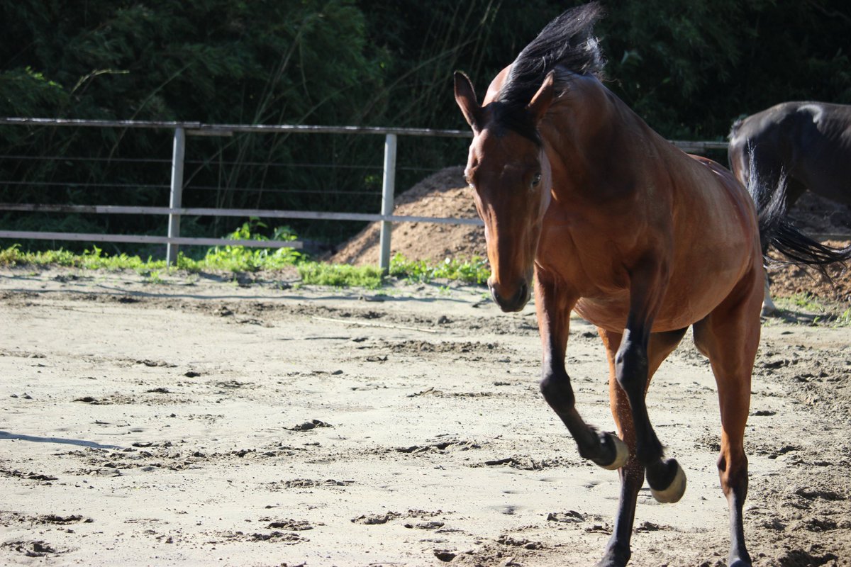 ハルウララさん人間で言うと7,80歳なんですけど、飛んだり跳ねたりでめちゃくちゃ元気なんです 