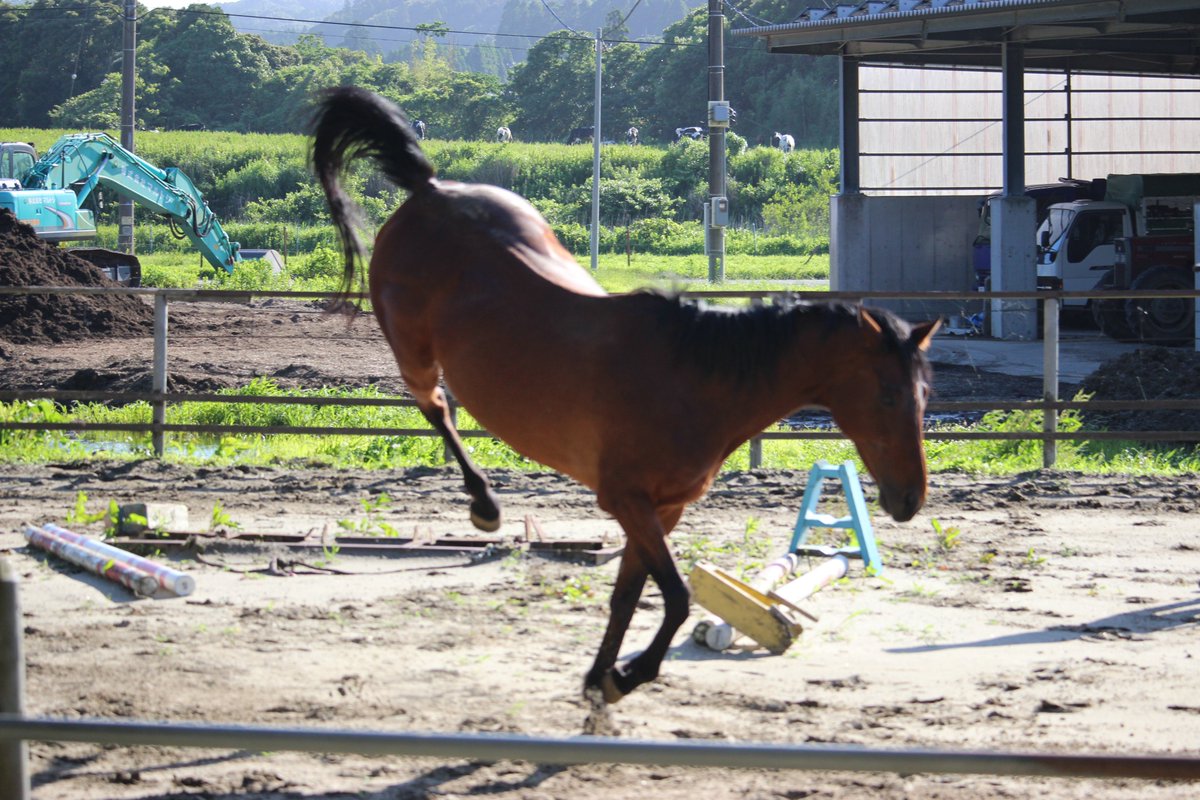ハルウララさん人間で言うと7,80歳なんですけど、飛んだり跳ねたりでめちゃくちゃ元気なんです 