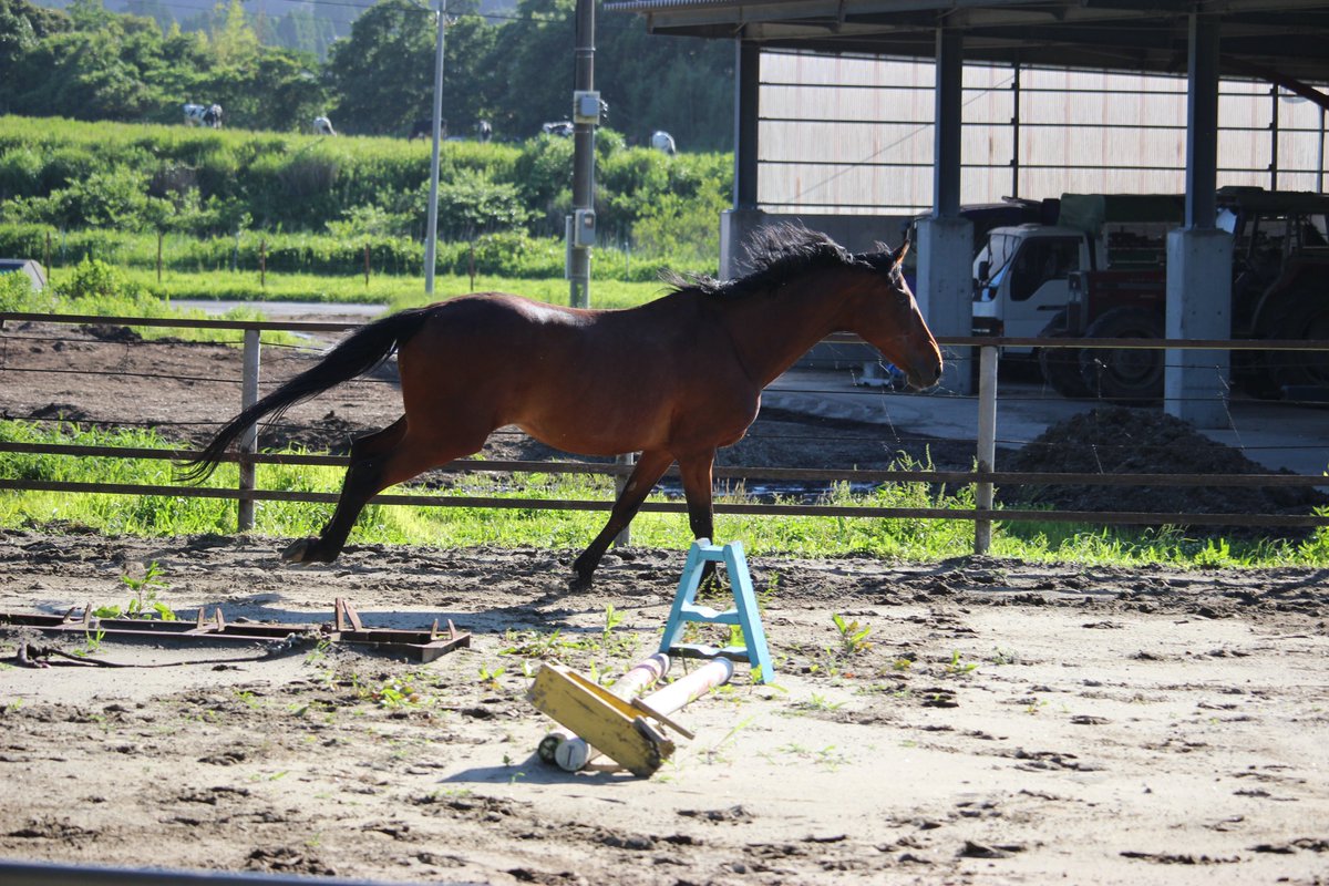 ハルウララさん人間で言うと7,80歳なんですけど、飛んだり跳ねたりでめちゃくちゃ元気なんです 