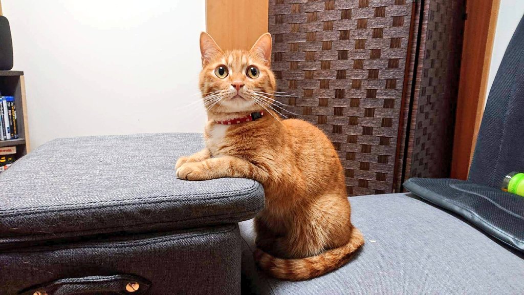 在宅ワークの結果、気付けば猫が隣で同じ格好してた💻️