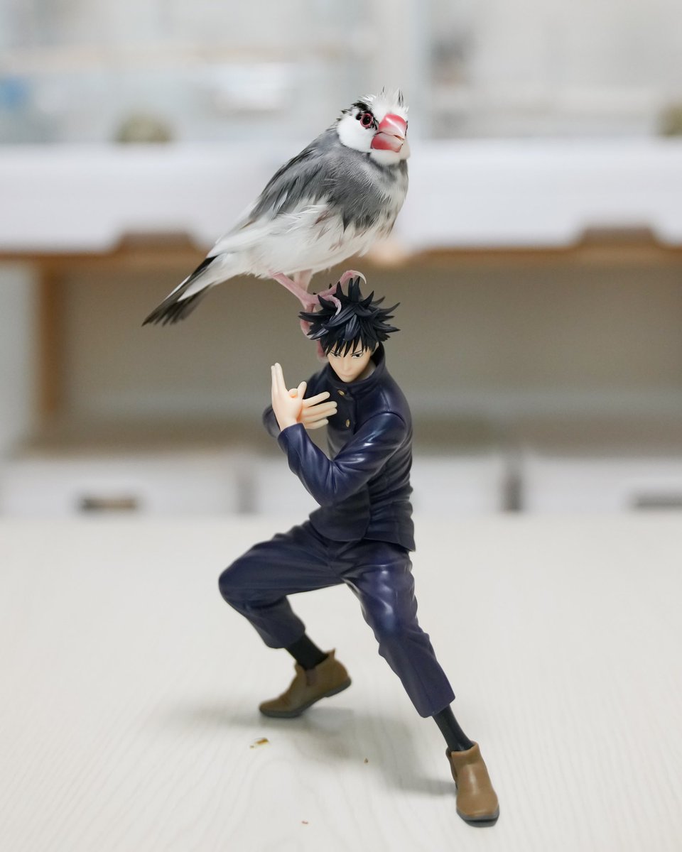 式神となった文鳥  #呪術廻戦 