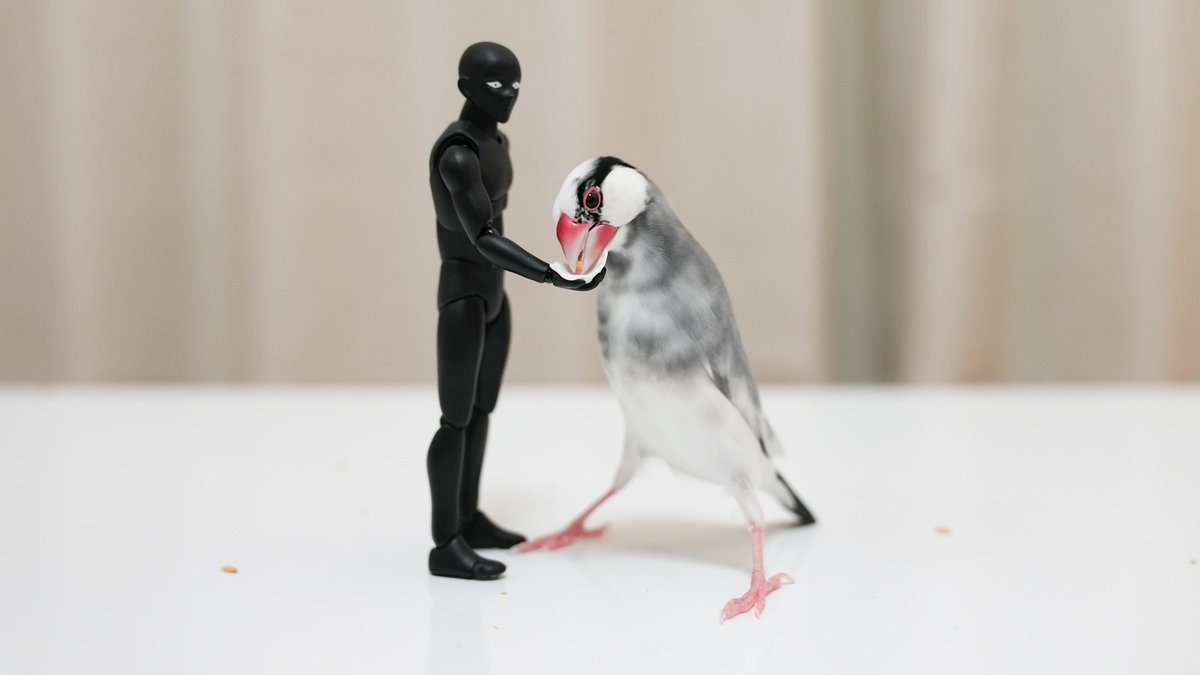 知らない真犯人からおやつをもらう文鳥 