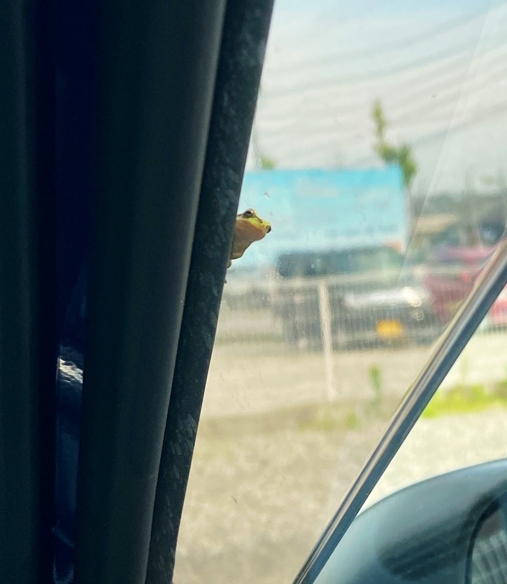 出社中に運転席側のバイザー裏に小さいアマガエルがくっ付いてるのに気付いて、落ちないようになるべくゆっくり優しく運転したつもりだったのに会社の駐車場に着いたらいなくなってて(落ちちゃったんだ…)って悲しくなってたらいるよー