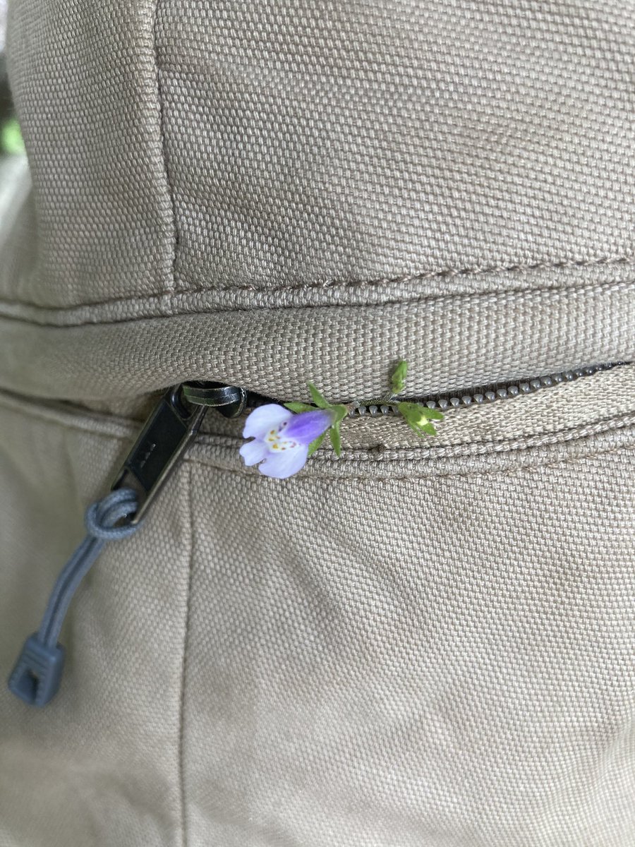 花を摘んで父のポケットに入れるブームが到来中の娘。 