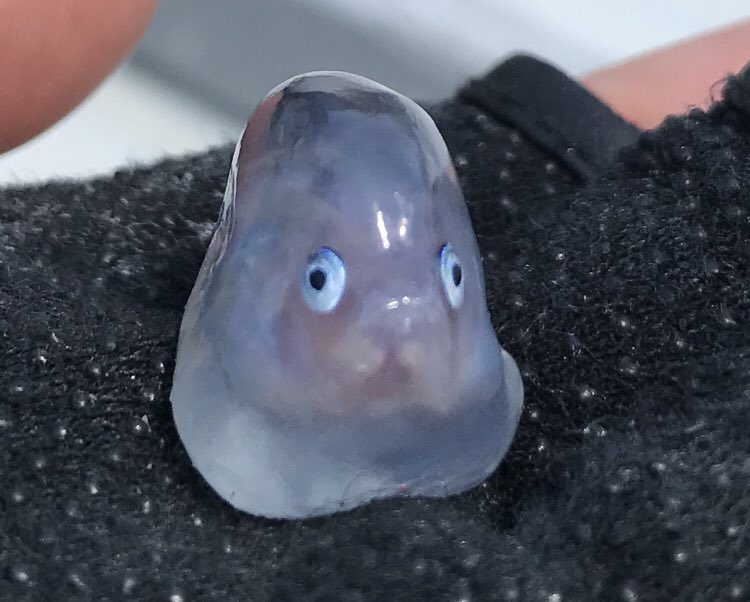 写真だと分かりづらいけど、お腹以外は完全に透明でナタデココのようにコリコリしてました