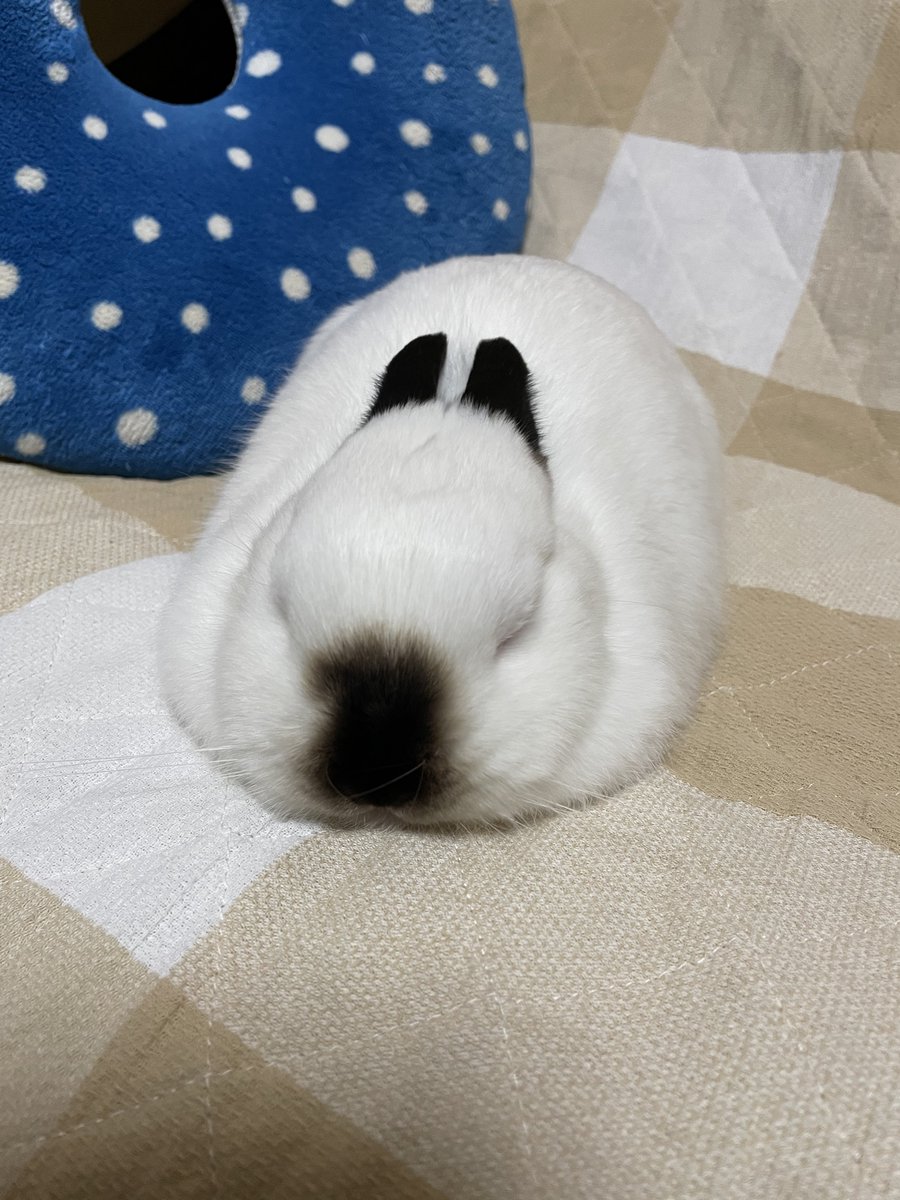 体調悪い人、精神的にまいってる人はこの間のとけてるうさぎを見て元気出してほしい( ・⌓・)撫で撫でしてたら…溶けた… 