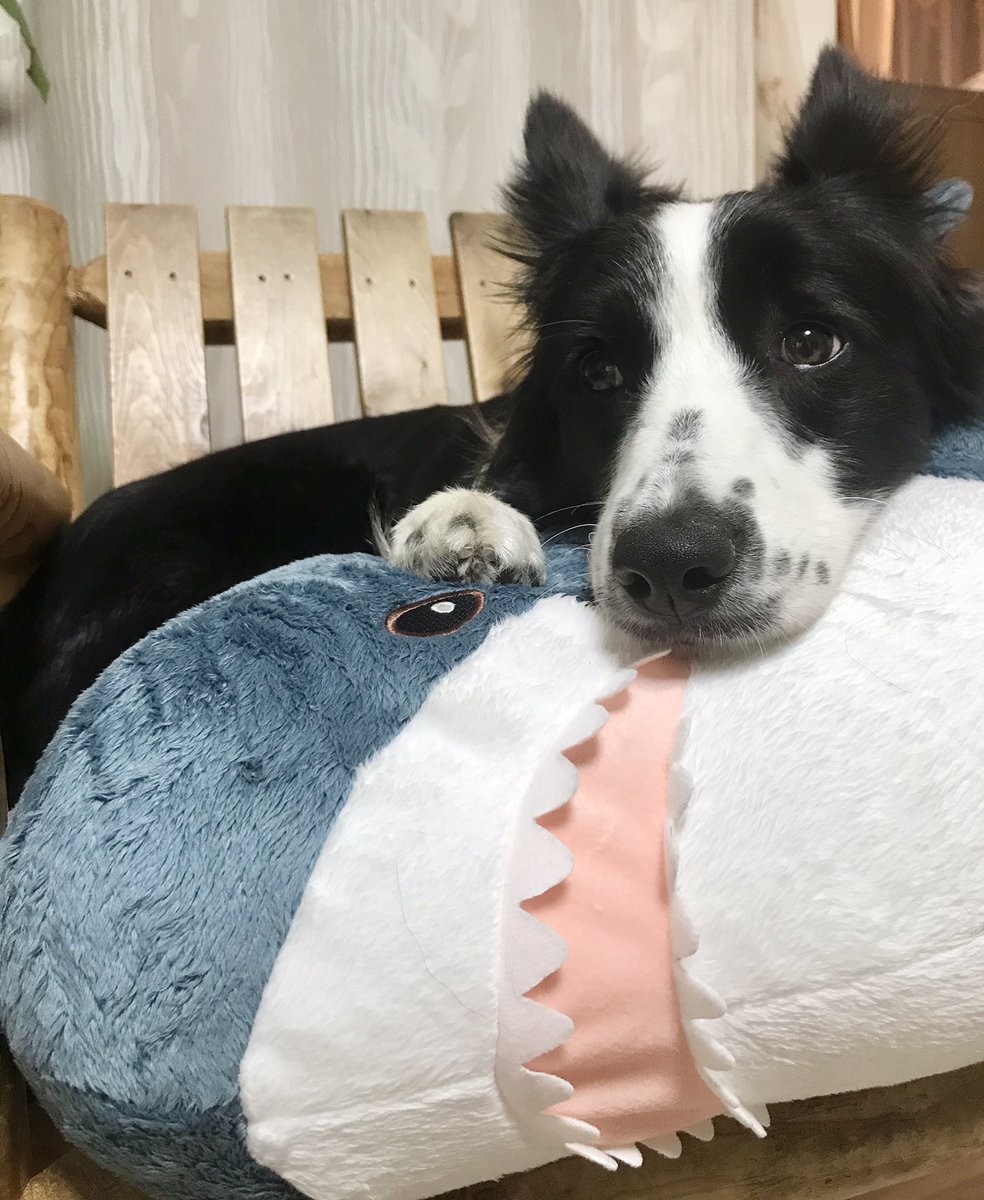 よっぽど嬉しかったのか犬はサメを大事そうに抱えて寝た