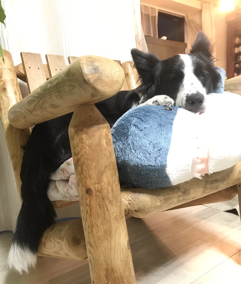 よっぽど嬉しかったのか犬はサメを大事そうに抱えて寝た