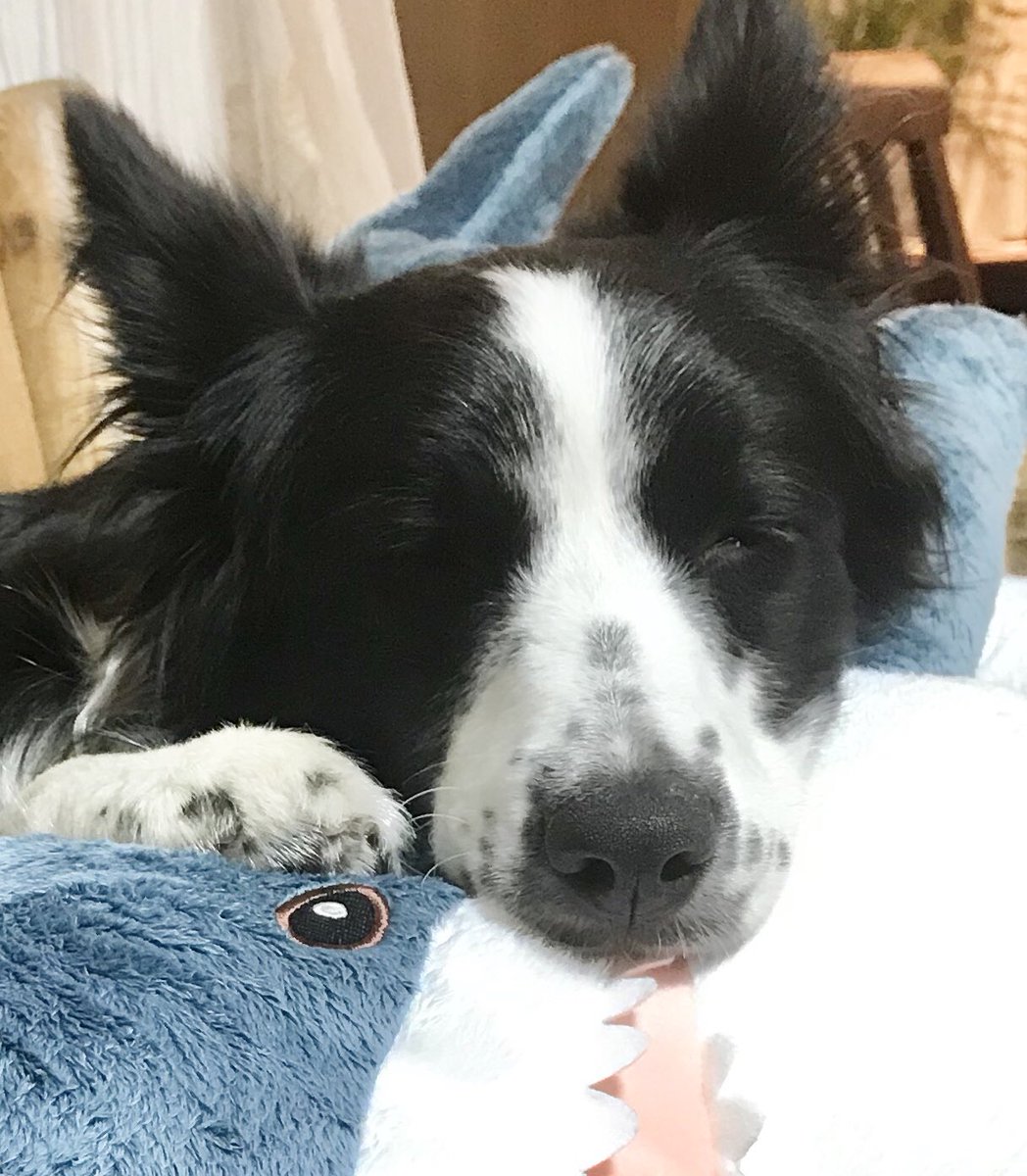 よっぽど嬉しかったのか犬はサメを大事そうに抱えて寝た